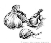 Garlic